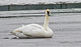 Swan On Ice_DSCF5788